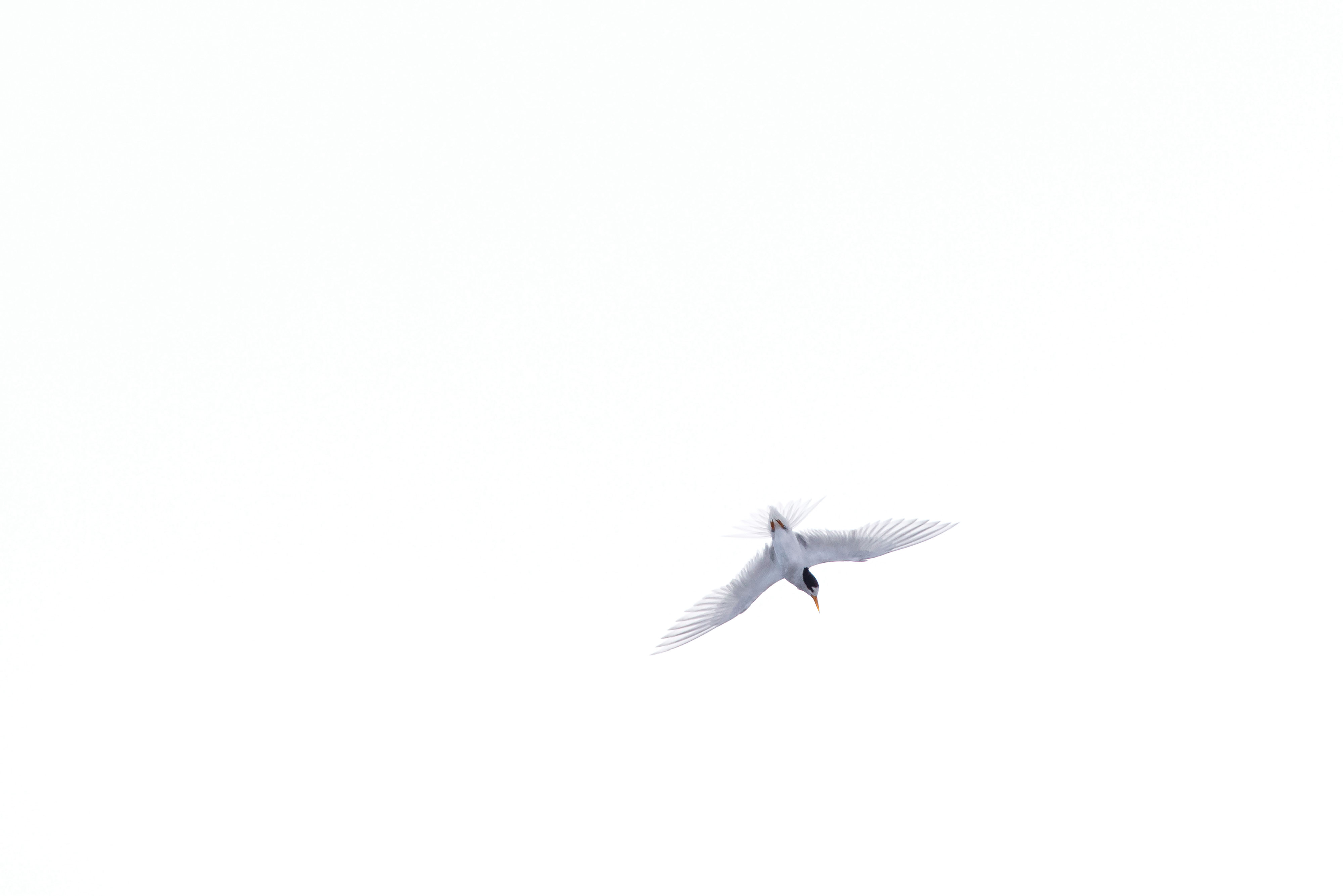 162_fairyterns_16