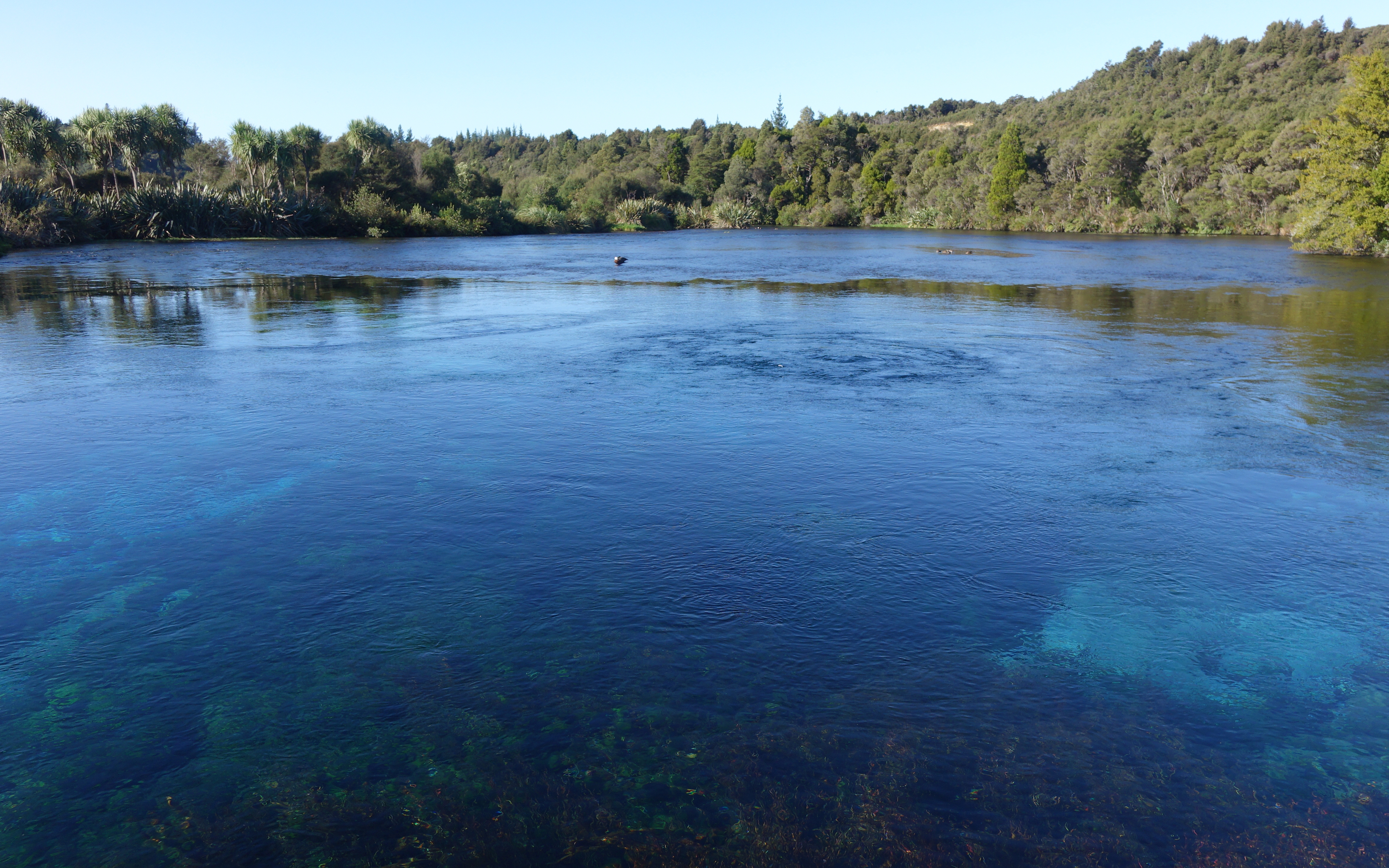 Water conservation order granted on Te Waikoropupū Springs-media-1