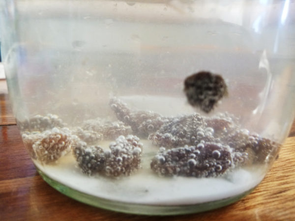 dancing raisins