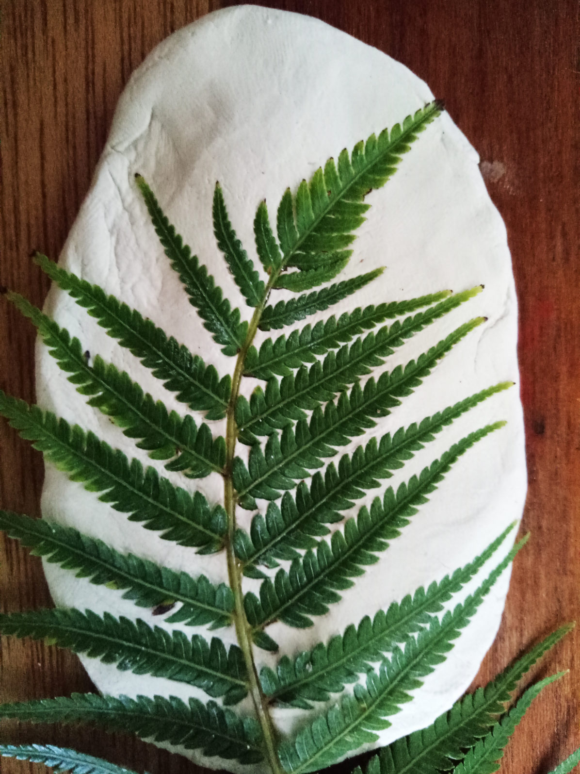 fern on clay