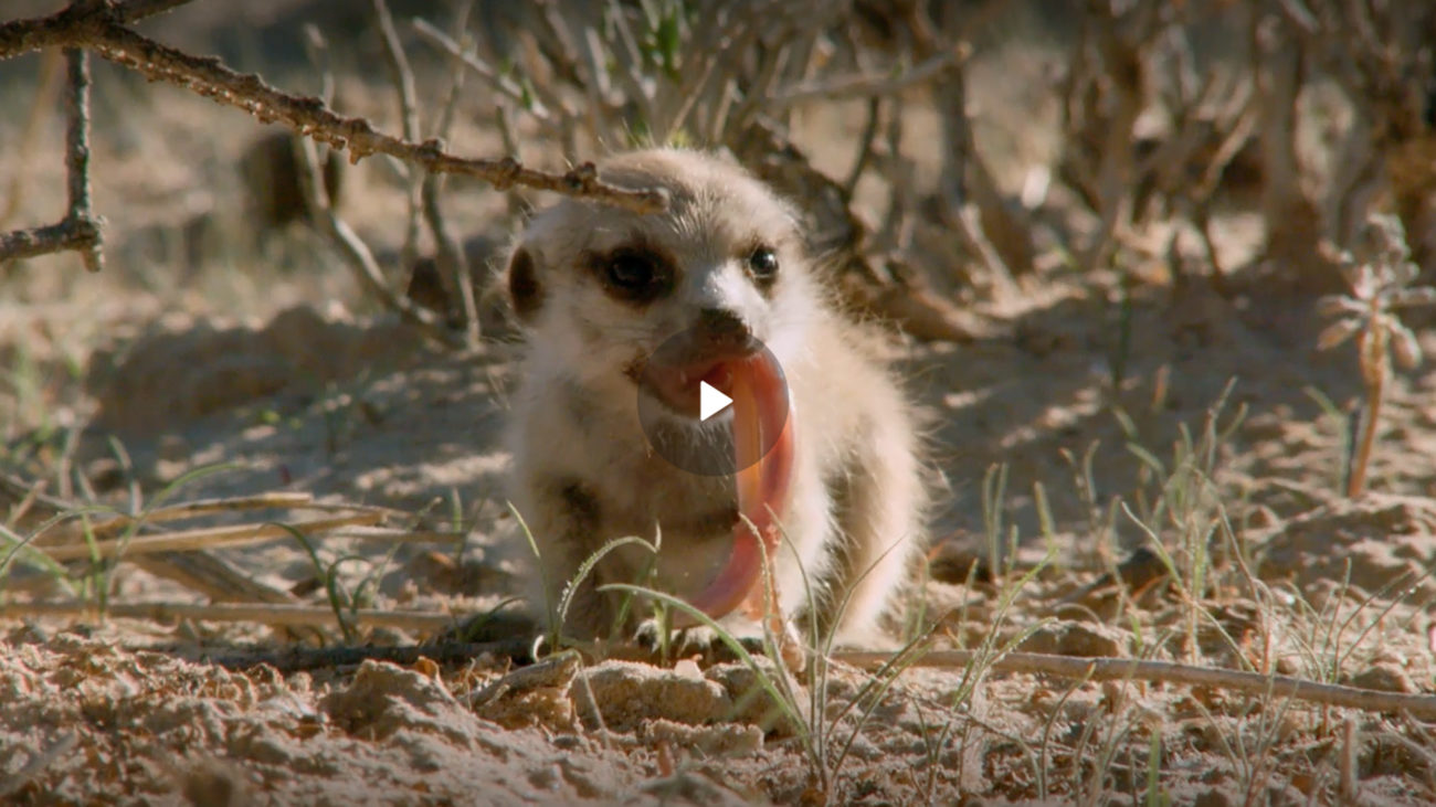 fussy-eaters-extreme-baby-animals