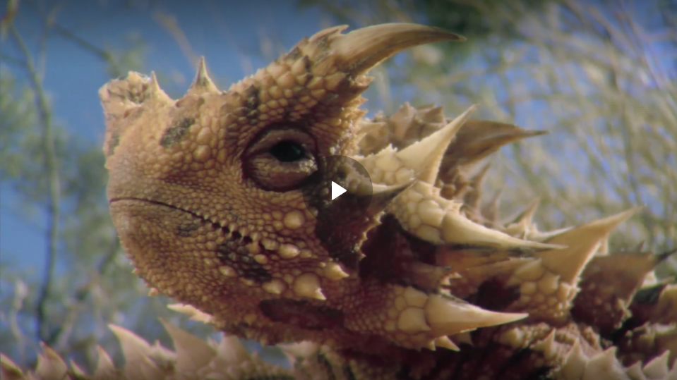 Screen Shot 2020-05-10 at 8.21.38 PM