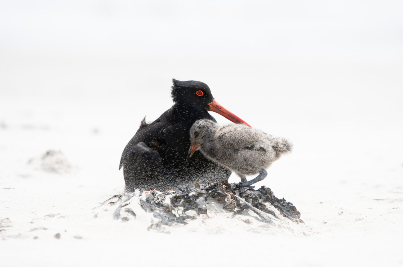 wildlife_nzgeo2020_bencrowle