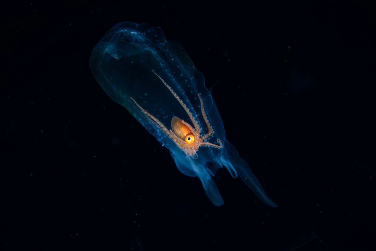 wildlife_nzgeo2020_crispinmiddleton