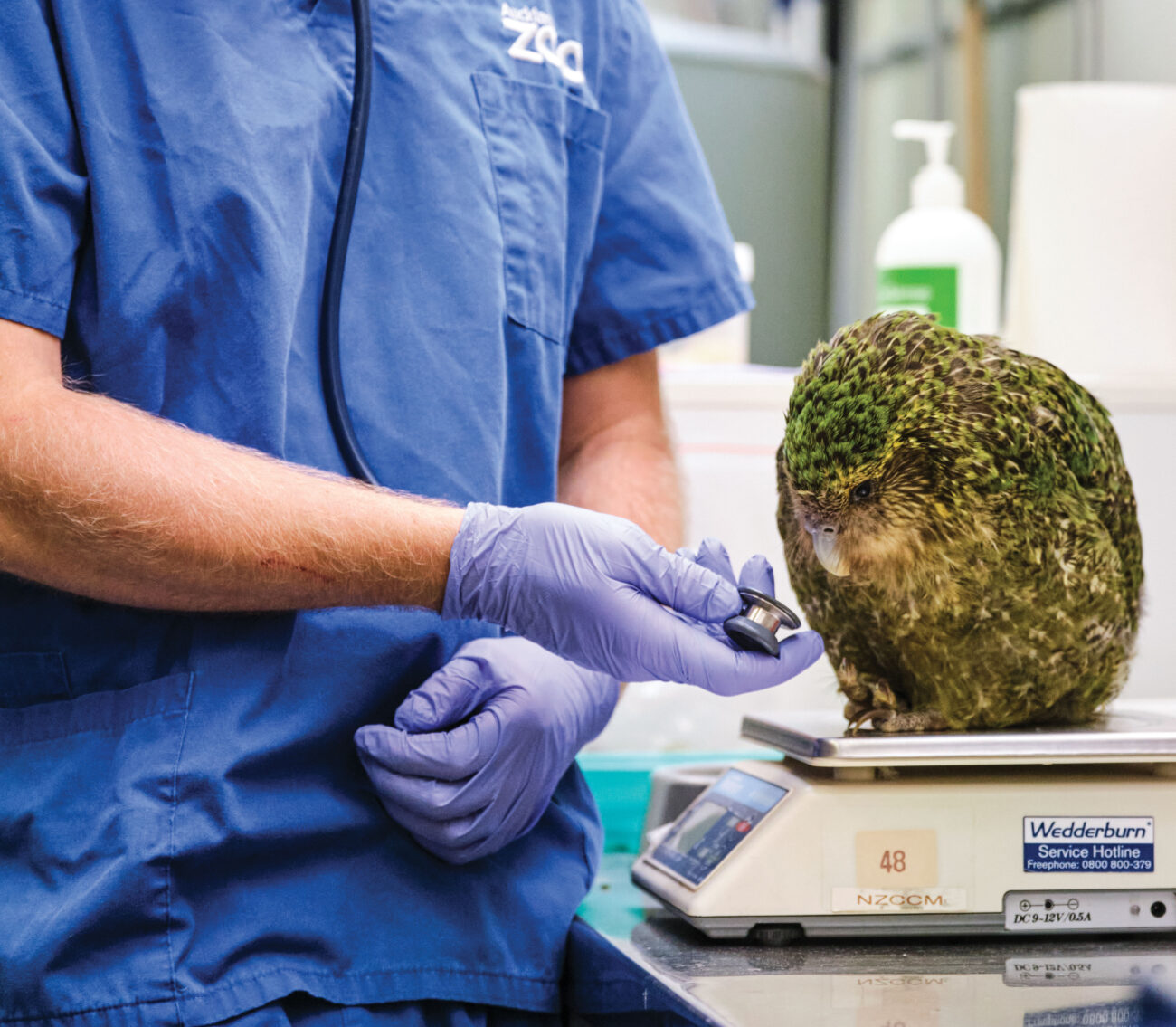 166_sick_birds_header