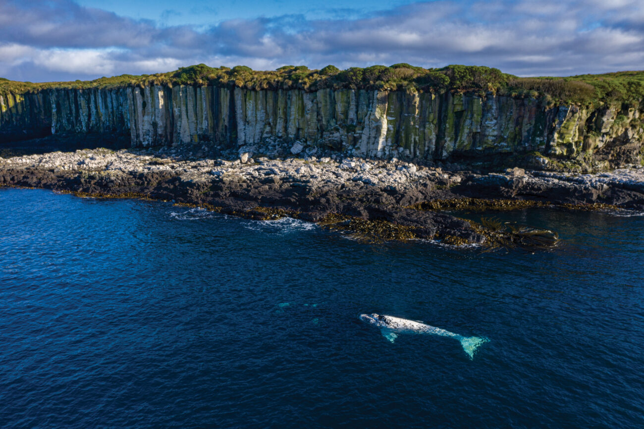 166_southern_right_whales_01