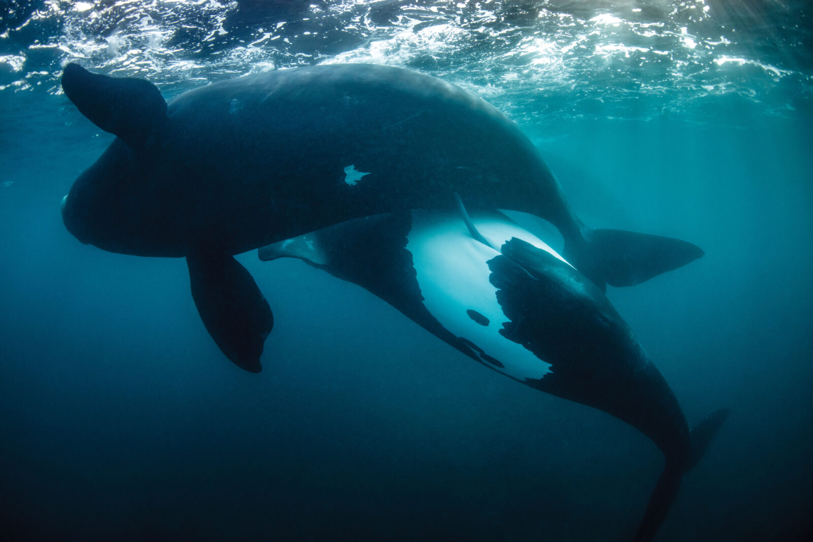 Why towing stranded whales and dolphins back out to sea doesn't always work