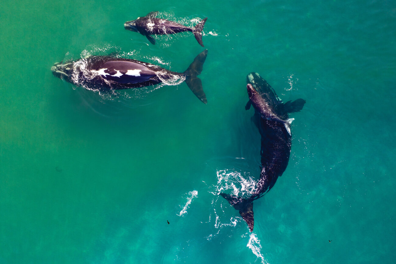 166_southern_right_whales_12