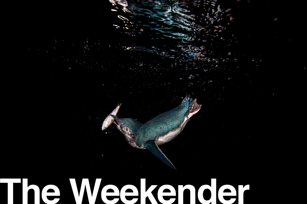 weekender_little_blue_penguin