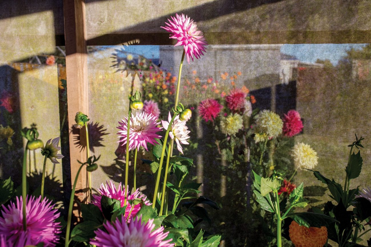 169_dahlias_header-2000x1333