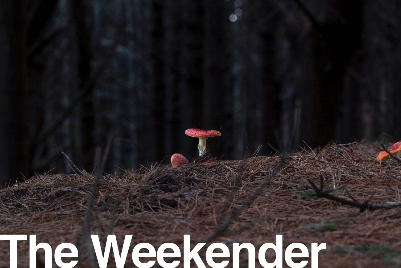 170_fungi_header_02-1300x867