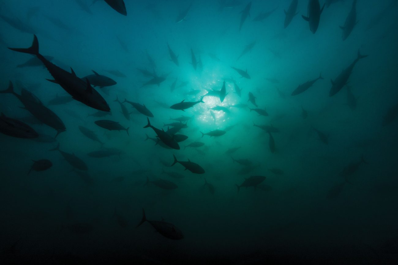 170_tuna_05