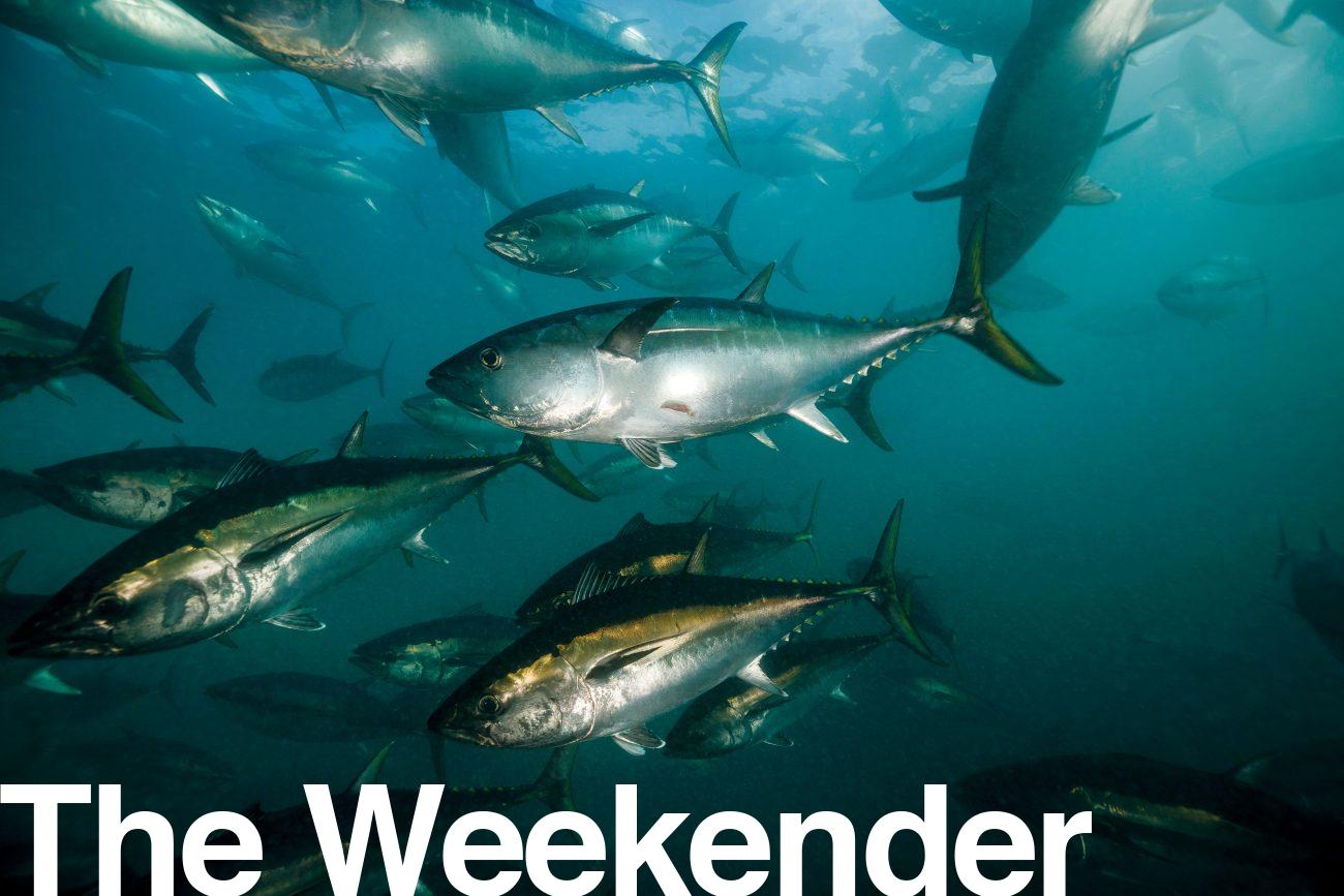 170_tuna_header-1300x867