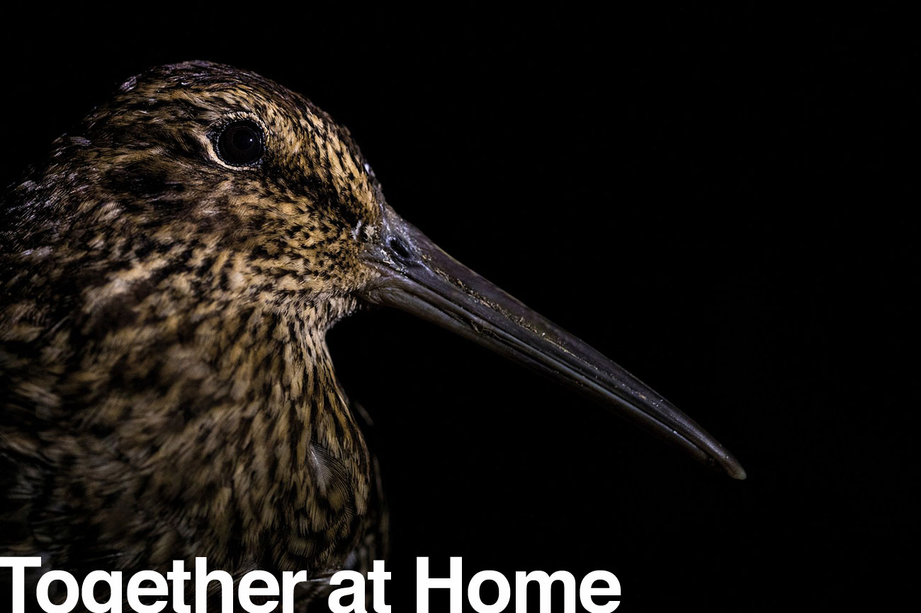 146-snipe-header-1300x866