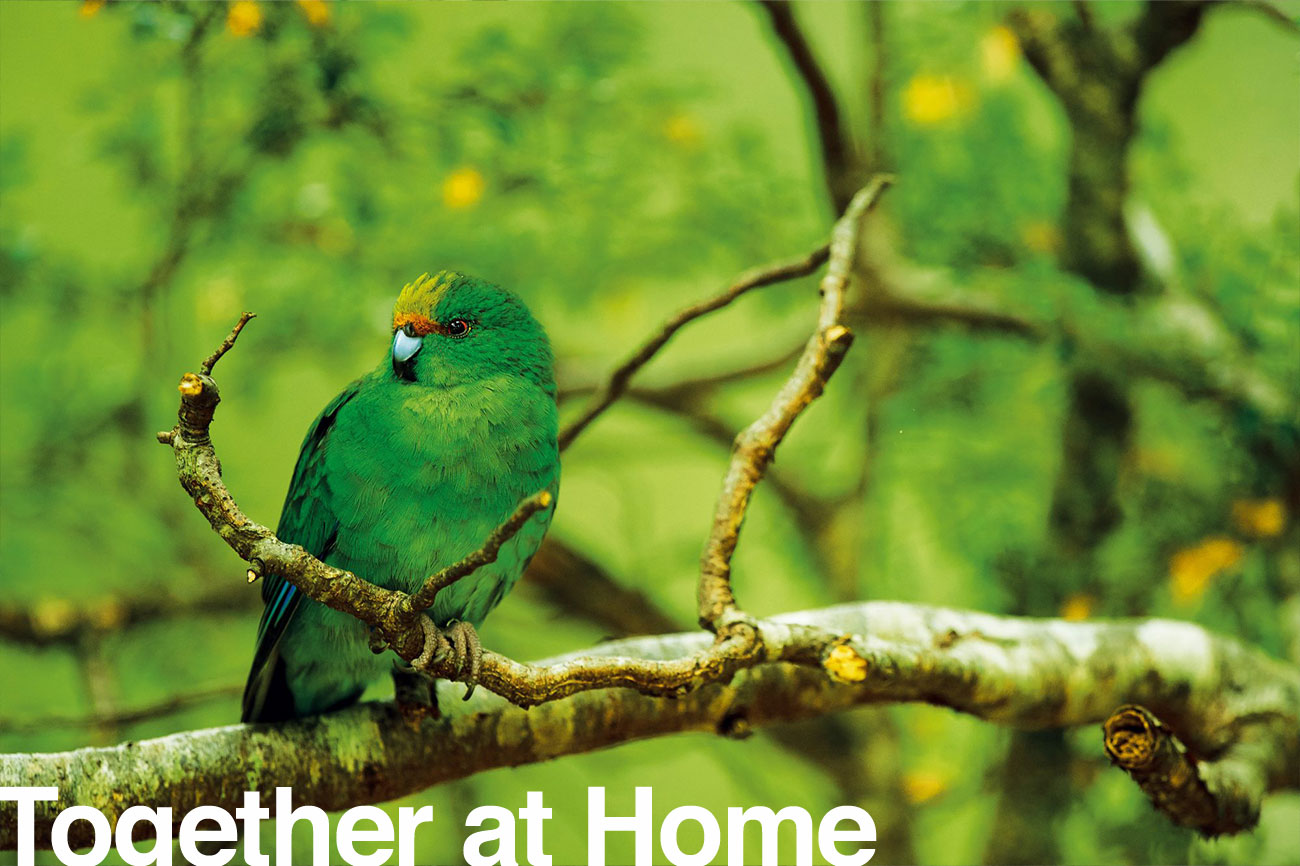 147_kakariki_header-1600x866