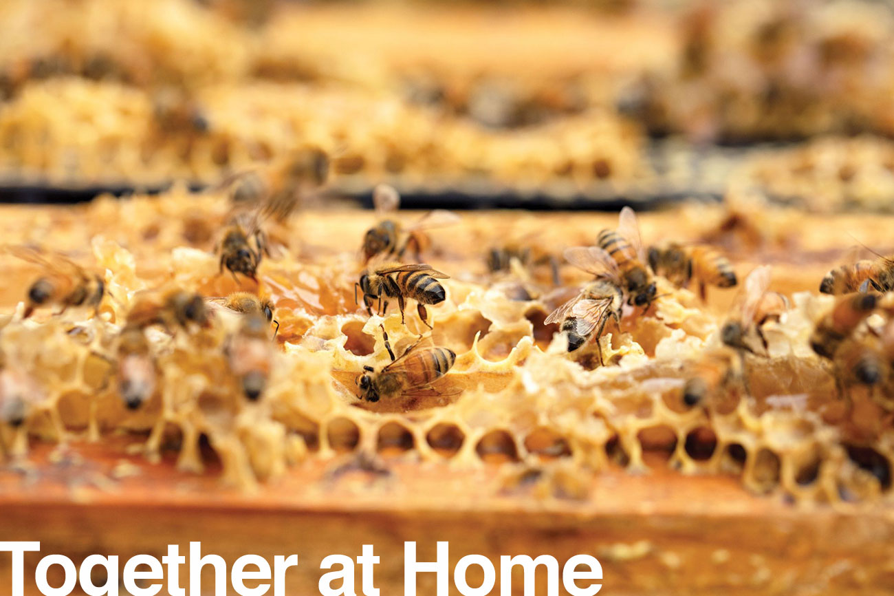 150_Manuka_Header-1600x866-1