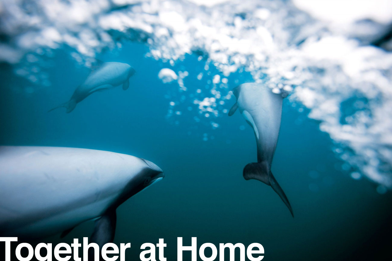 dolphin-1300x866