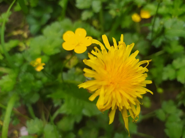 GardenHunt-4