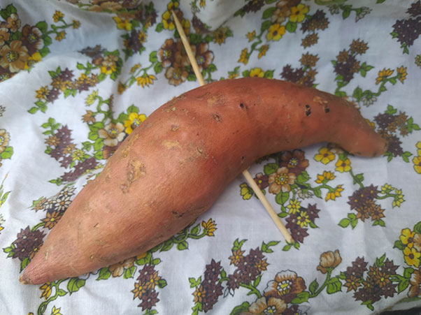 Kumara-1