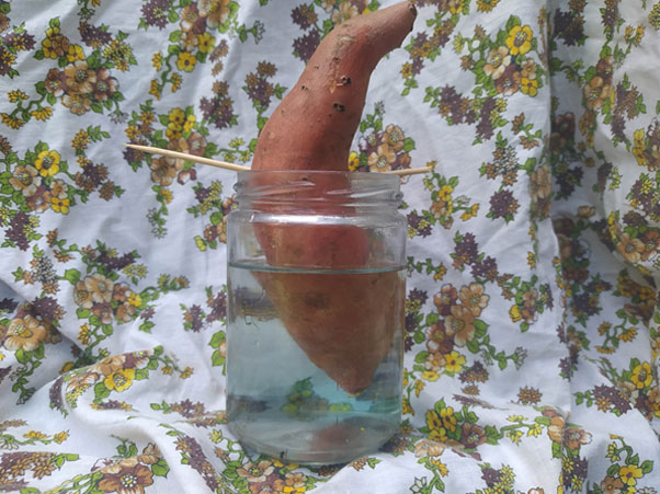 Kumara-2