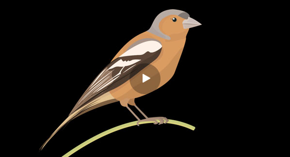 spotting_chaffinch