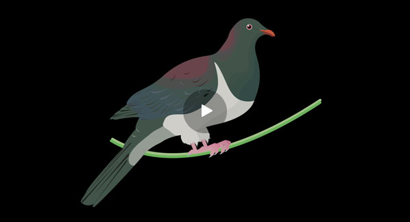 Spotting_Kereru