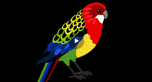 spotting_rosella