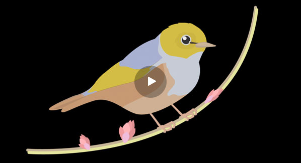 Spotting_Silvereyes