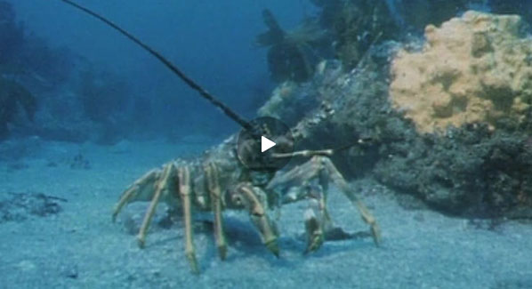 tale-of-the-crayfish-2