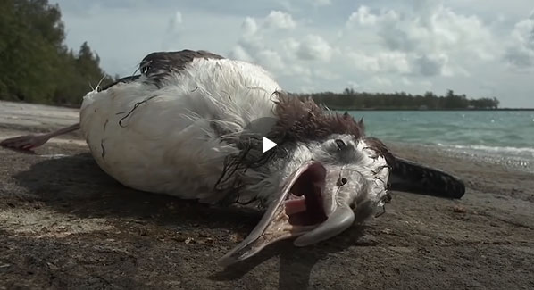 tears-of-the-albatross-2