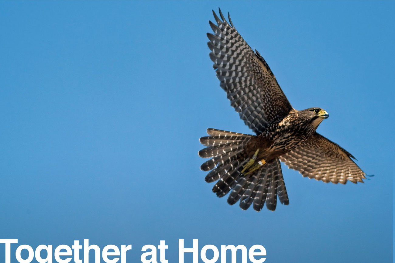 98_falcon_header-1300x866