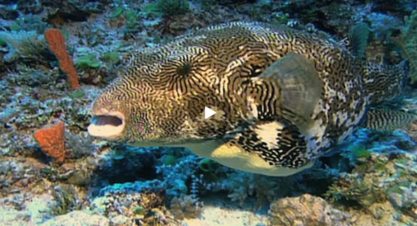 pufferfish-propellers-2