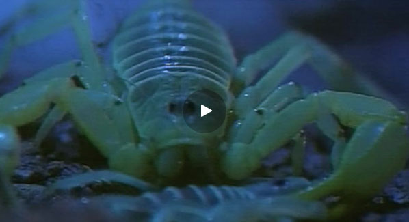 scorpions-cure-cancer-2