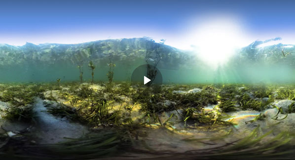 vr-mangroves