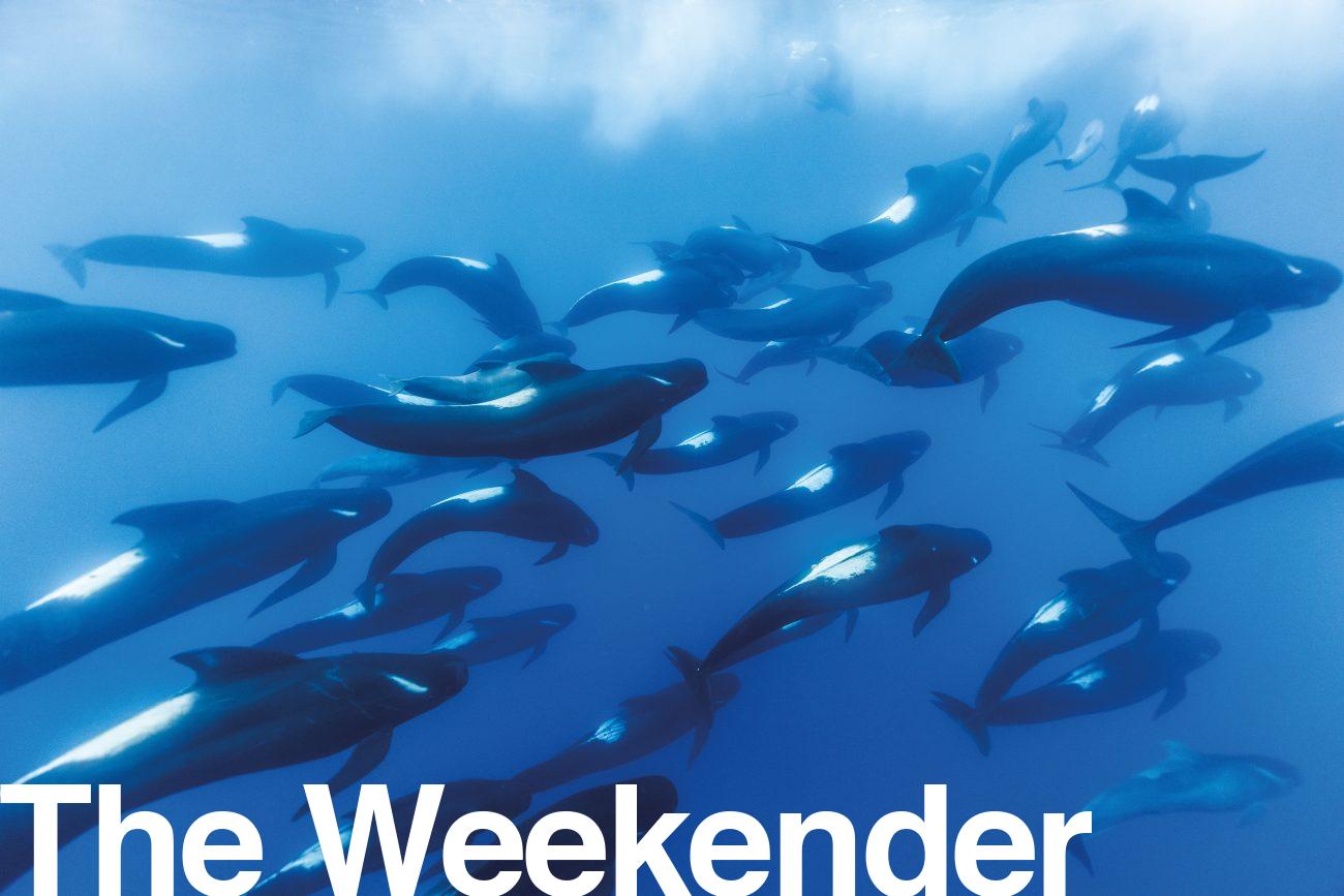 148_pelagic_species_04-1300x867