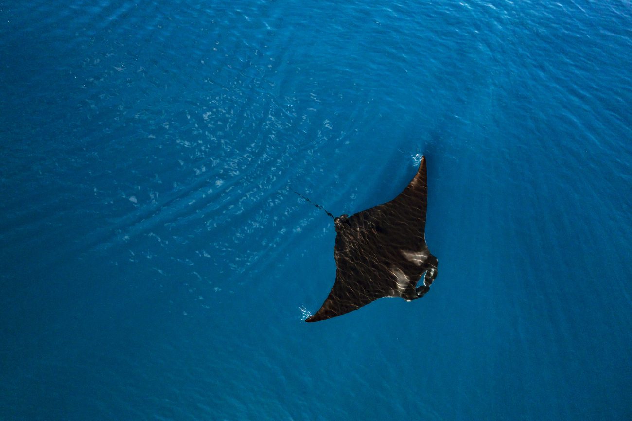 174_mantarays_12