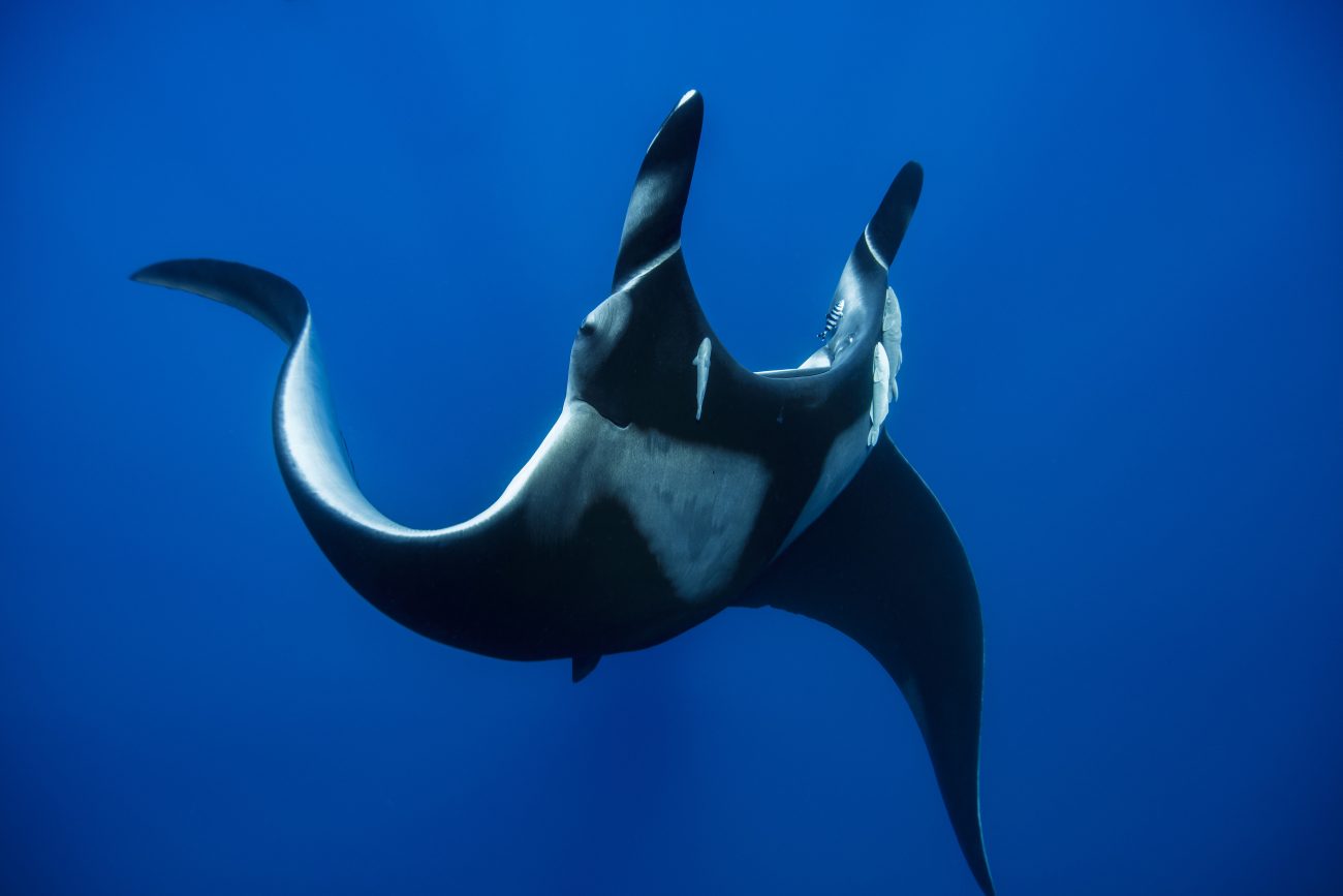 manta-ray-2