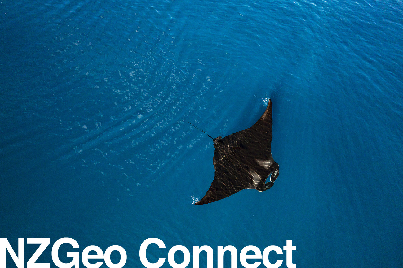 174_mantarays_connect