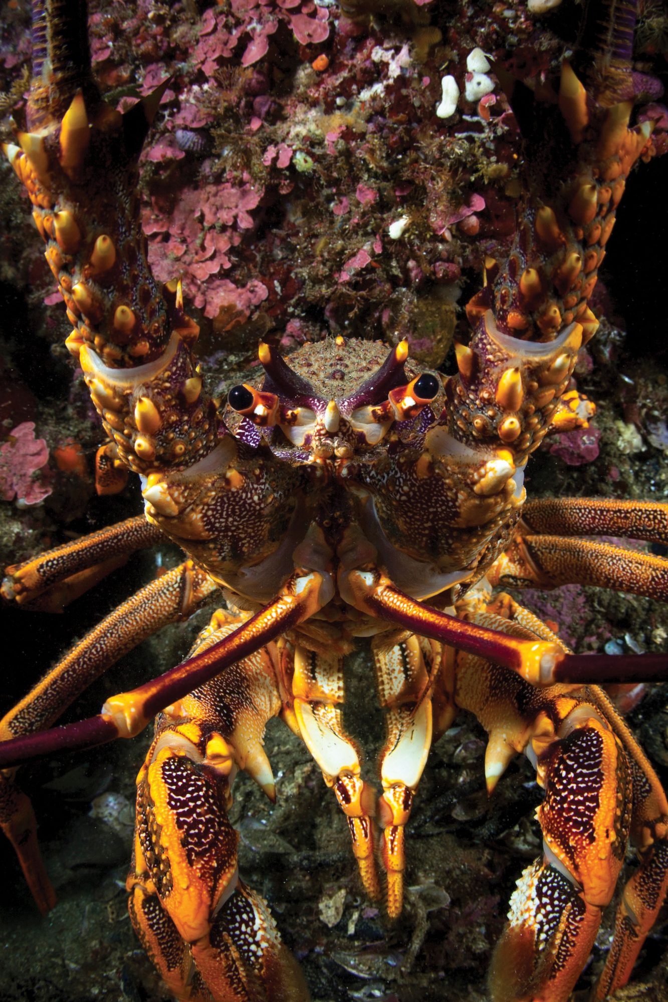 The undersea orchestra | New Zealand Geographic