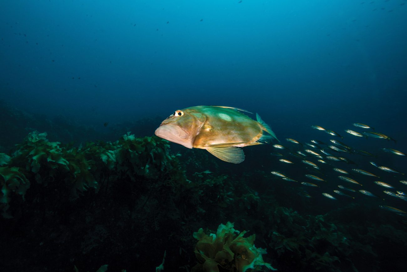 The undersea orchestra | New Zealand Geographic