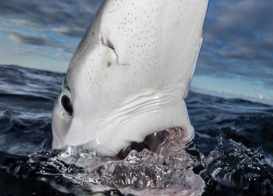 screen-shot-2022-07-07-at-8-58-19-am