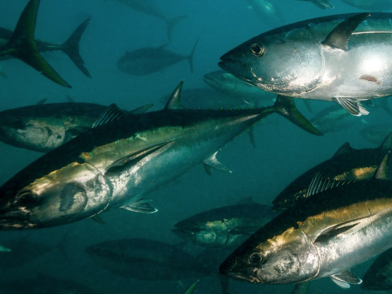 screen-shot-2022-07-07-at-9-13-00-am