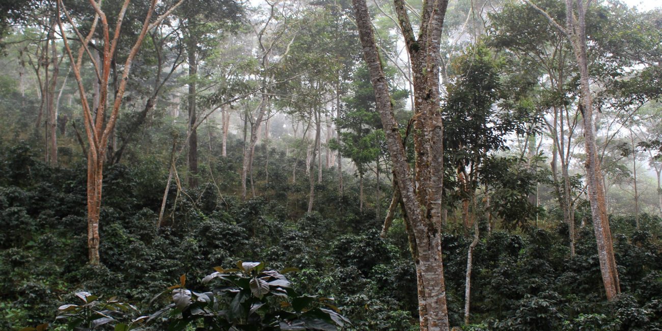 incafe-organic-geisha-plantation