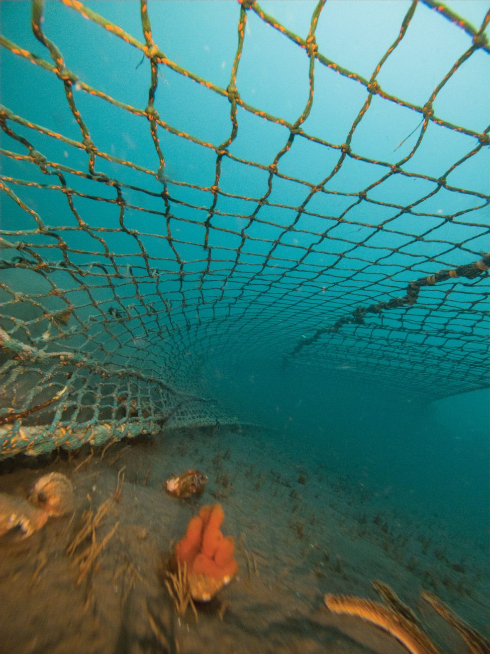 Miniature Fishing Net -  New Zealand