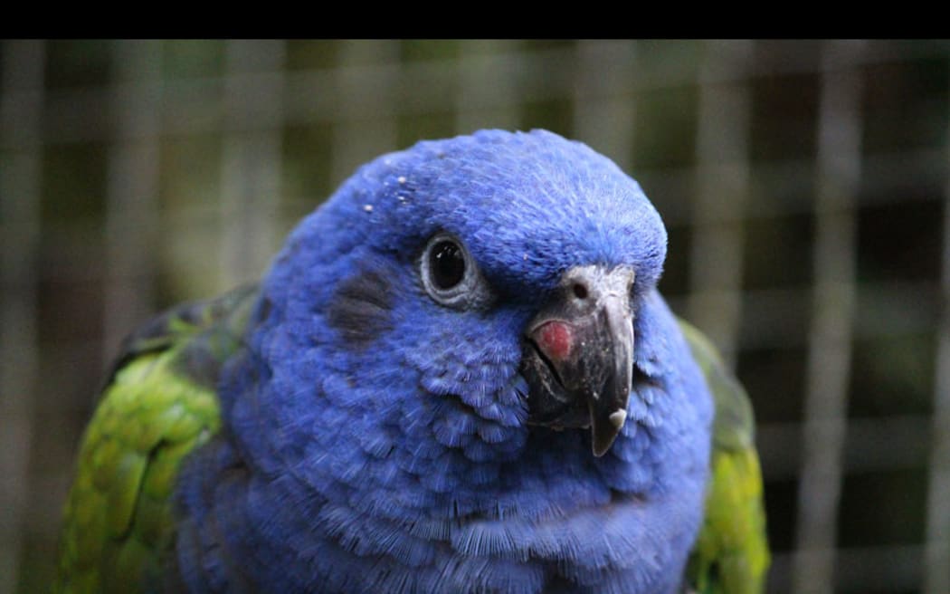 Escaped Pet Parrots Threaten New Zealand s Vulnerable Native Birds escaped-pet-parrots-threaten-new-zealand-s-vulnerable-native-birds