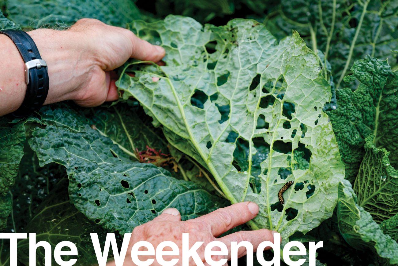 183_armyworms_02-1300x871