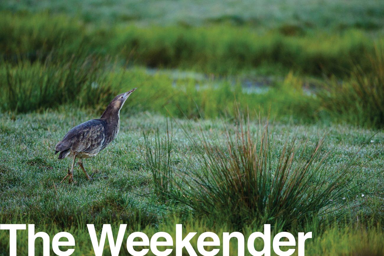 184_bittern_header-1300x867