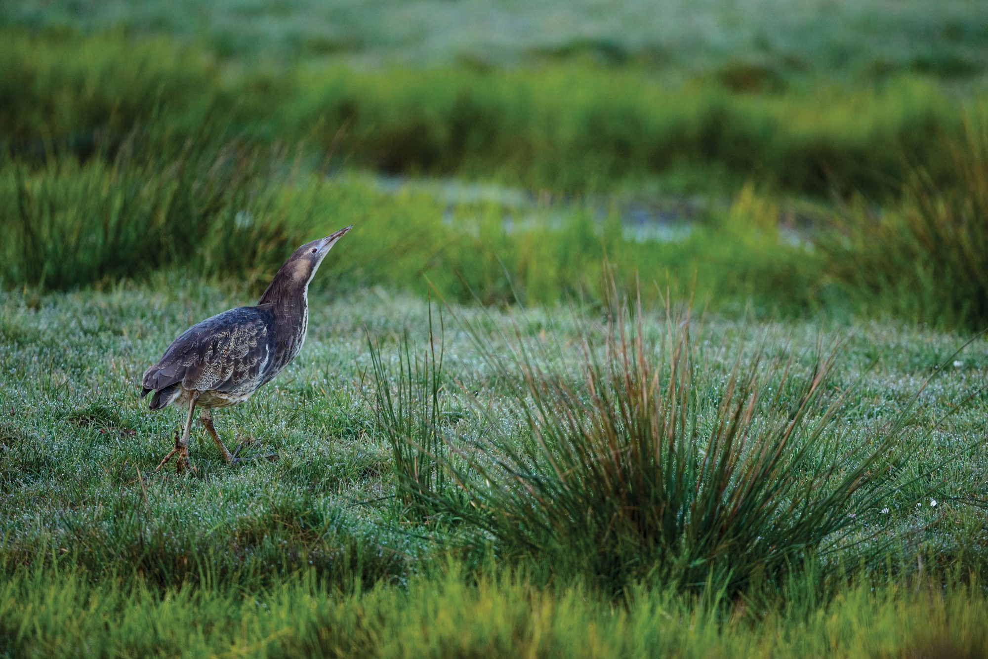 We analysed citizen science to find Australia's top 10 most elusive birds