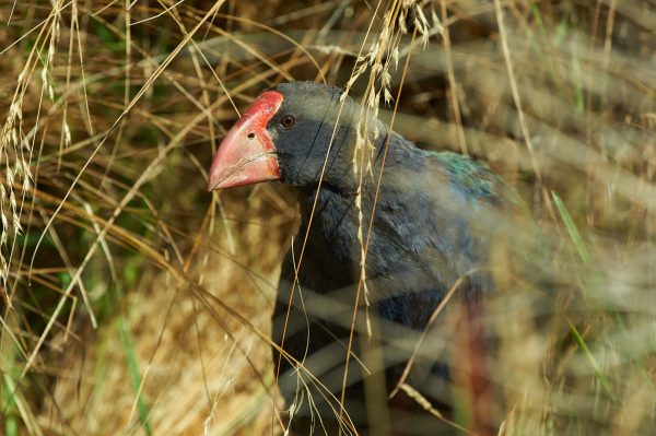 Did we put takahē in the wrong place? - Vimarsana News