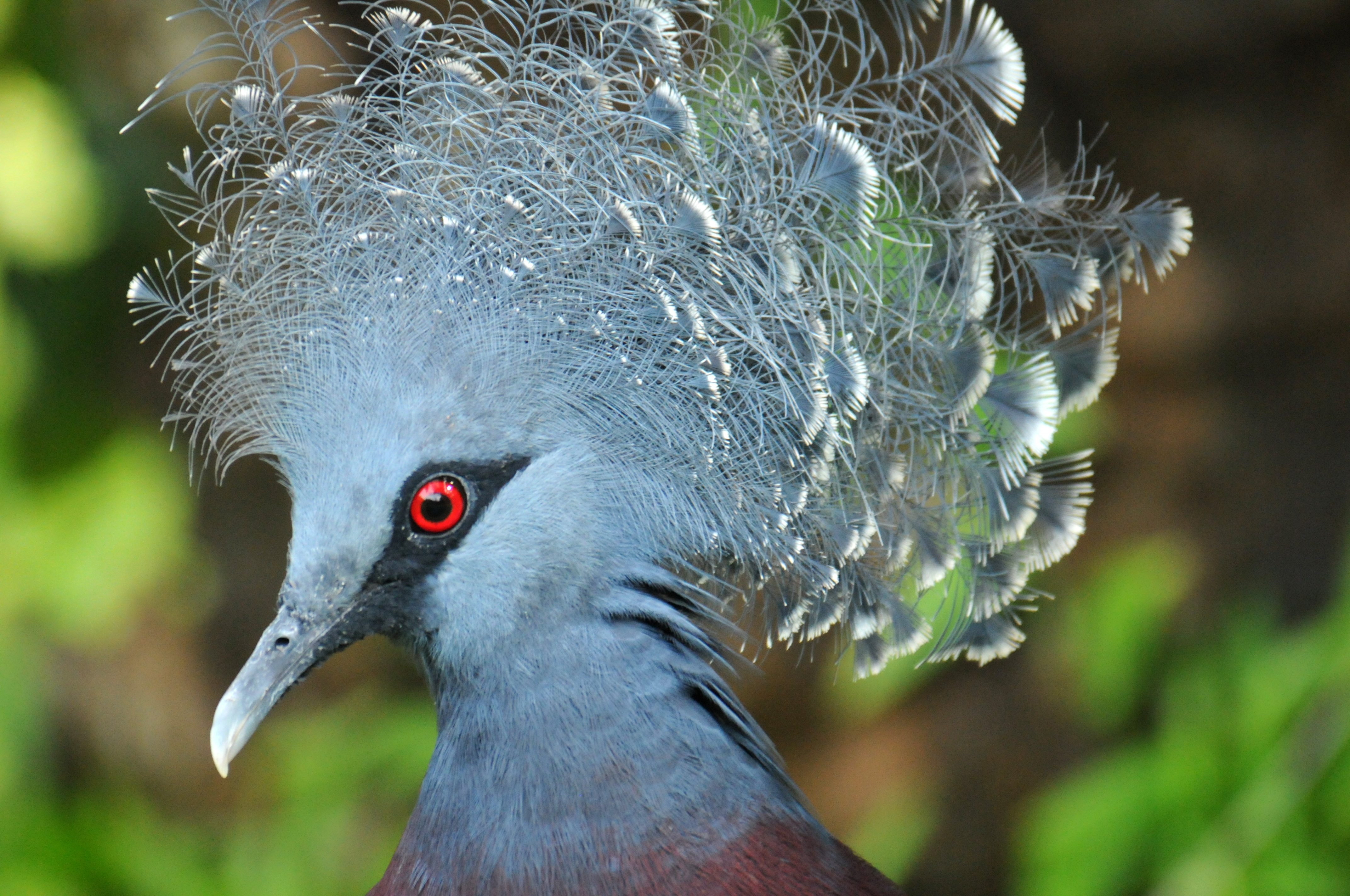 c-aruss-papua-new-guinea-images-4